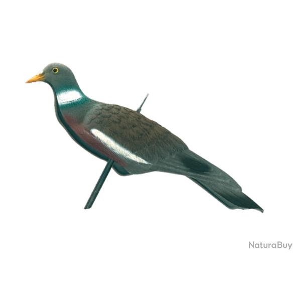 ( Appelant pigeon anglais)Appelant pigeon anglais