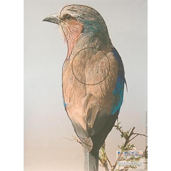 ( Cible papier rollier)Cible papier rollier