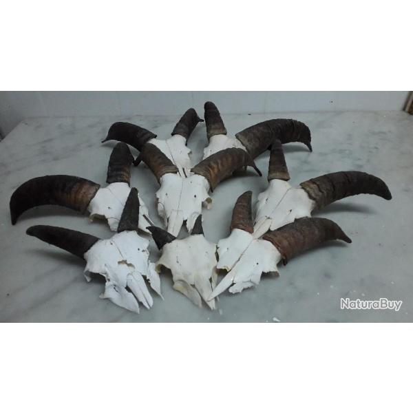 massacres de  jeunes mouflons