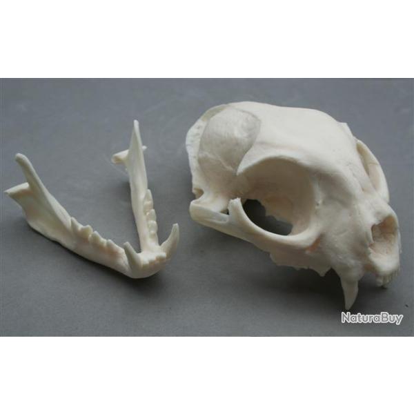 taxidermie trophe factice lynx