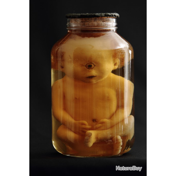 taxidermie cabinet de curiosit foetus cyclope taxidermy cyclope oddities