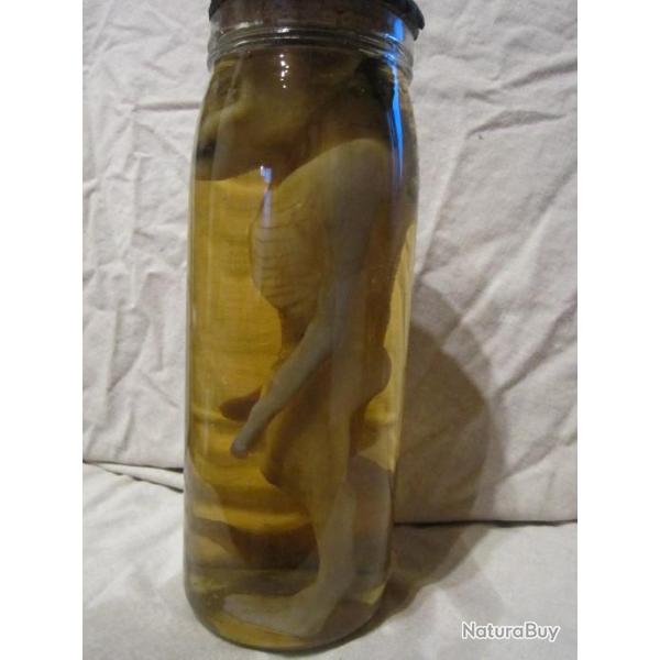 taxidermie cabinet de curiosit foetus loupgarou taxidermy werwolf oddities