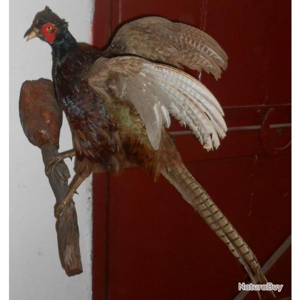 faisan mural en vol  naturalis� taxidermie  taxidermy chasse cabinet de curiosit� d�co