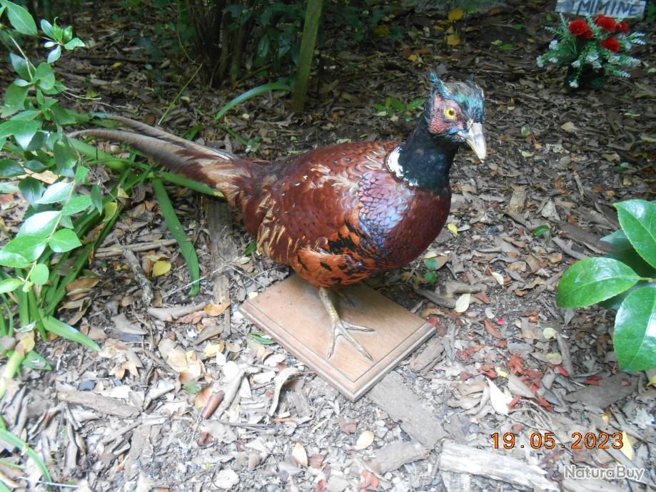 Faisan Empaillé Taxidermie - Cabinet De Curiosité - Trophée De Chasse - Hauteur ~50 Cm
