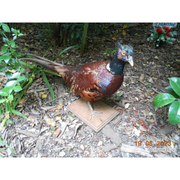 faisan  naturalis� taxidermie  taxidermy chasse cabinet de curiosit� d�co