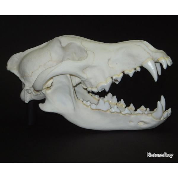 Taxidermie.Reconstitution crne de loup