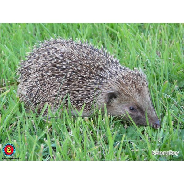 NORMANDIE ARCHERIE - HERISSON