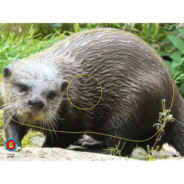 NORMANDIE ARCHERIE - LOUTRE