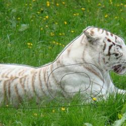 NORMANDIE ARCHERIE - TIGRE DES NEIGES