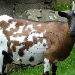 NORMANDIE ARCHERIE - CHEVRE NAINE