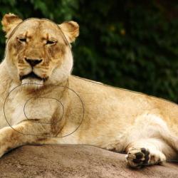 NORMANDIE ARCHERIE - LIONNE AU GUET