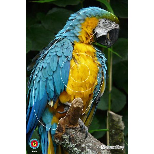 NORMANDIE ARCHERIE - ARA BLEU