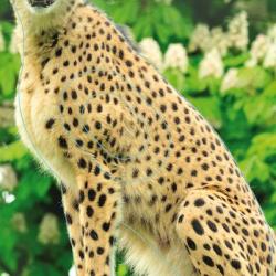 NORMANDIE ARCHERIE - GUEPARD