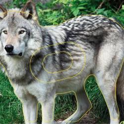 NORMANDIE ARCHERIE - LOUP GRIS