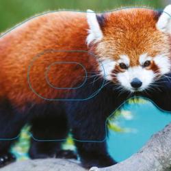 NORMANDIE ARCHERIE - PANDA ROUX
