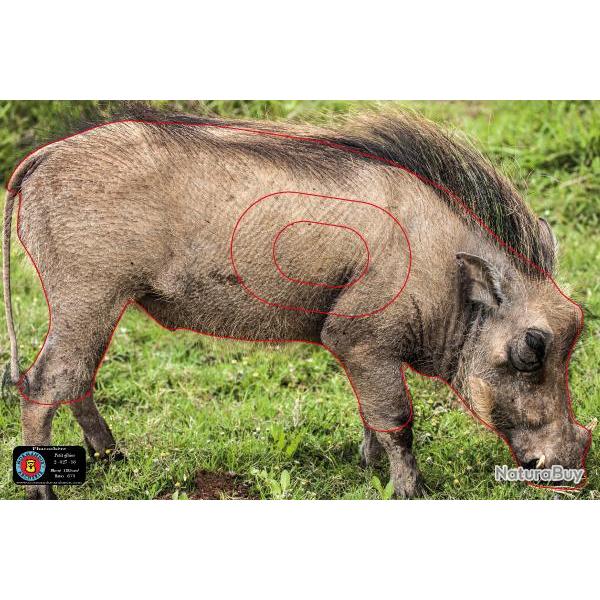 NORMANDIE ARCHERIE - PHACOCHERE