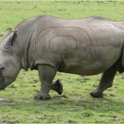 NORMANDIE ARCHERIE - RHINOCEROS BLANC