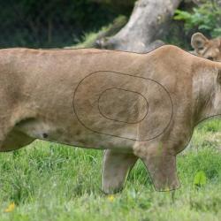 NORMANDIE ARCHERIE - LIONNE