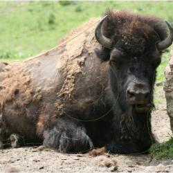 NORMANDIE ARCHERIE - BISON D'AMERIQUE