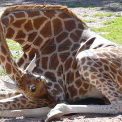 NORMANDIE ARCHERIE - GIRAFE