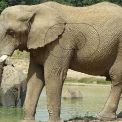 NORMANDIE ARCHERIE - ELEPHANT DES SAVANES