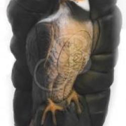 A.A. - FAUCON DANS ROCHER