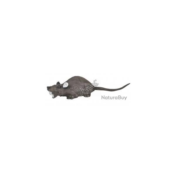 CENTER POINT - RAT
