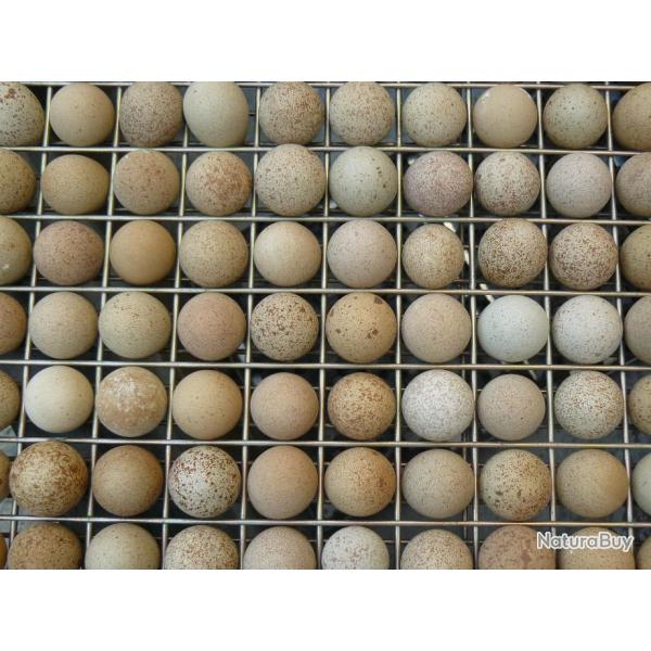 Oeufs de perdrix grises  pour incubation .