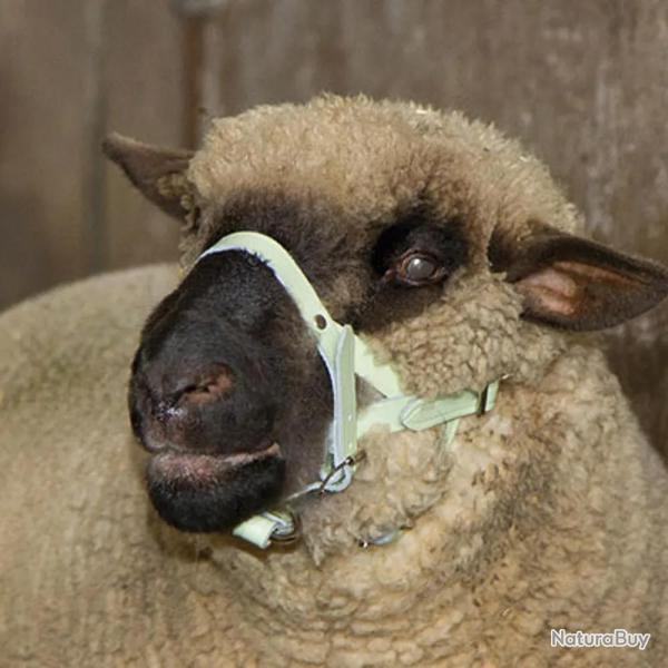Licol pour mouton ou b�lier en cuir