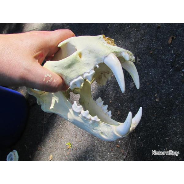 taxidermie trophe factice panthre longibande ou nbuleuse