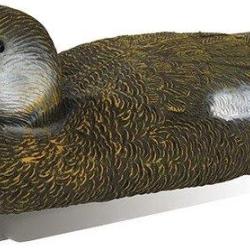 Appelant canard siffleur femelle