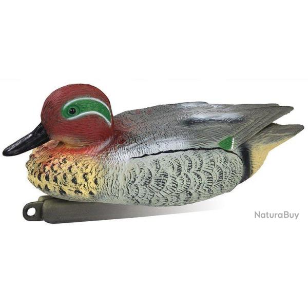 Appelant canard sarcelle d'hiver m�le