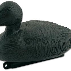 Appelant eider noir