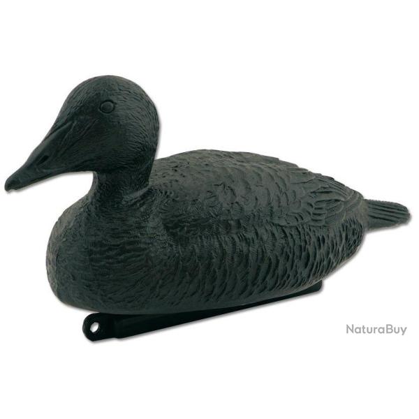 Appelant eider noir