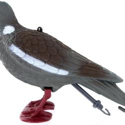 Appelant pigeon ramier avec pattes