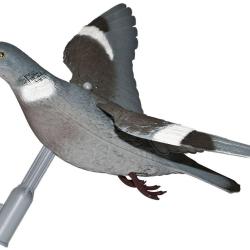 Appelant pigeon &agrave; ailes d&eacute;ploy&eacute;es