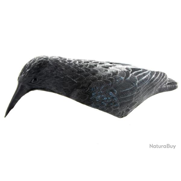 Appelant corbeau coquille (creux)