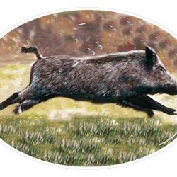 Autocollant sanglier