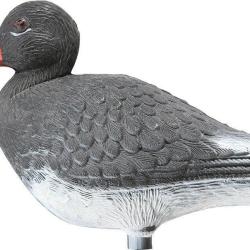 Appelant huitrier pie