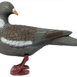 Pigeon ramier avec pattes t&ecirc;te tourn&eacute;e