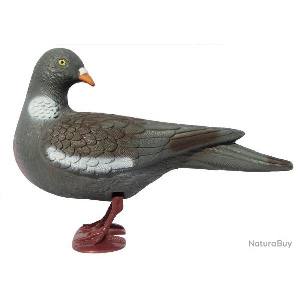 Pigeon ramier avec pattes t�te tourn�e