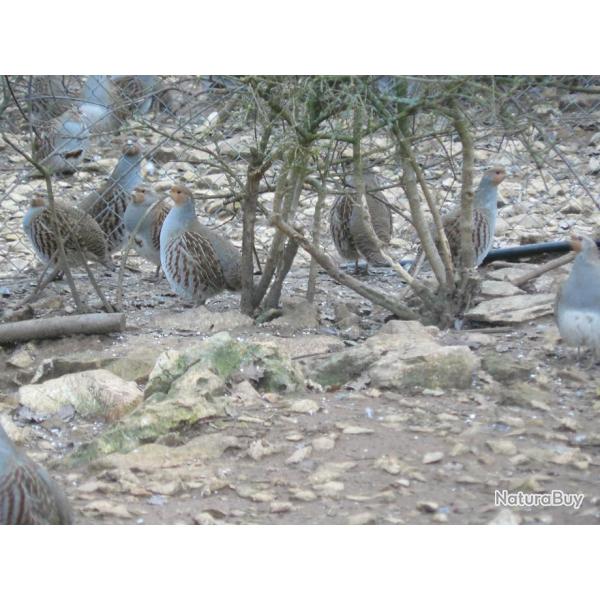 VD. Oeufs de perdrix rouges et grises.