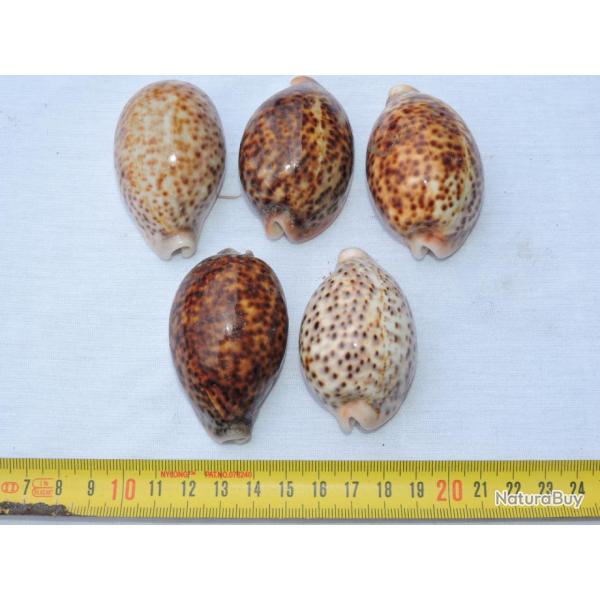 LOT 5 COQUILLAGES : CYPRAEA TIGRIS --------------