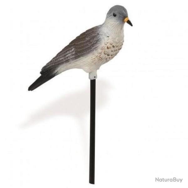 Appelant grive Stepland - Grive litorne