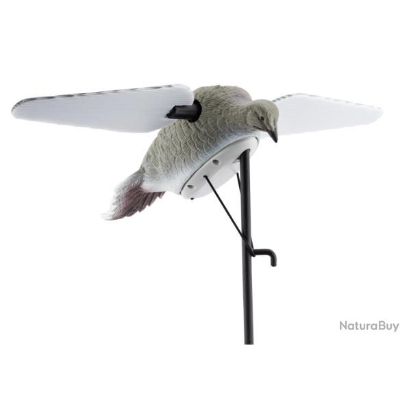 ( Appelant tourterelles ailes tournantes)Appelant tourterelles ailes tournantes