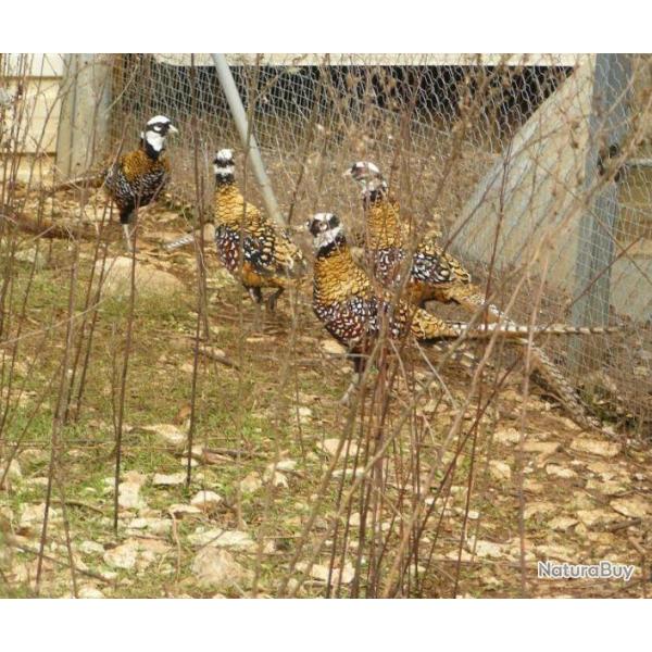 Lot  12 Oeufs de faisans  v�n�res .