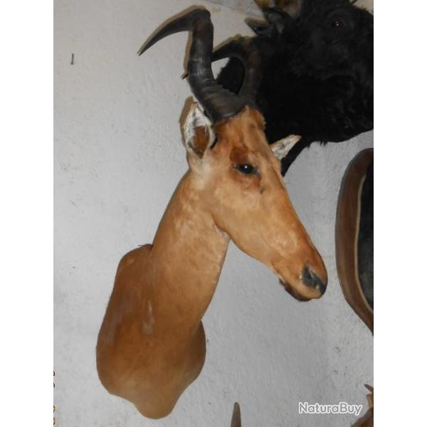 TROPH�E  TAXIDERMIE  bubale   chasse objet d�co