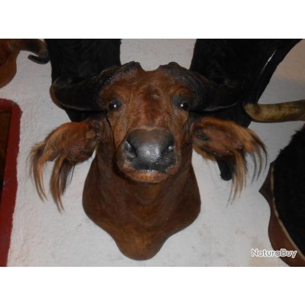 TROPH�E  TAXIDERMIE  BUFFLE  chasse objet d�co