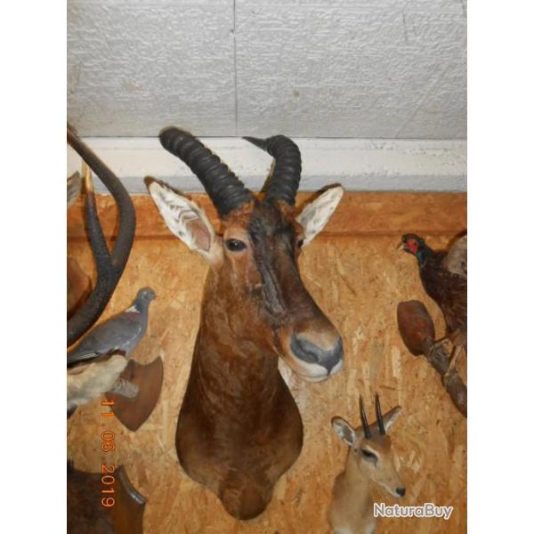 TROPH�E  TAXIDERMIE DAMALISQUE chasse objet d�co
