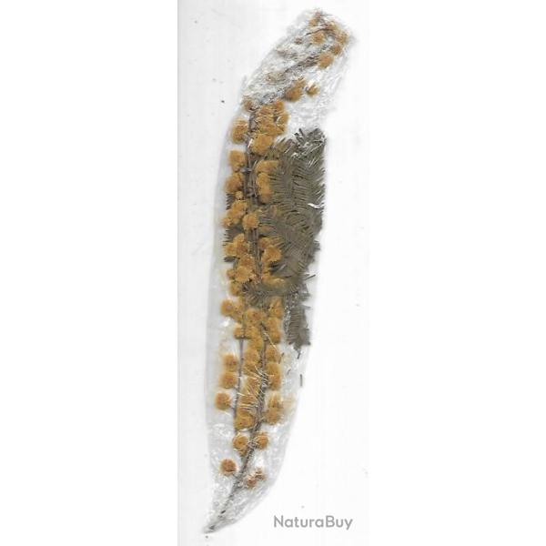 pour herbier branche fleur de mimosa s�ch� 18 cm
